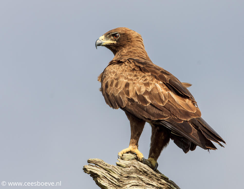 Geelsnavelwouw | Tamboti , Krugerpark, 12 januari 2012