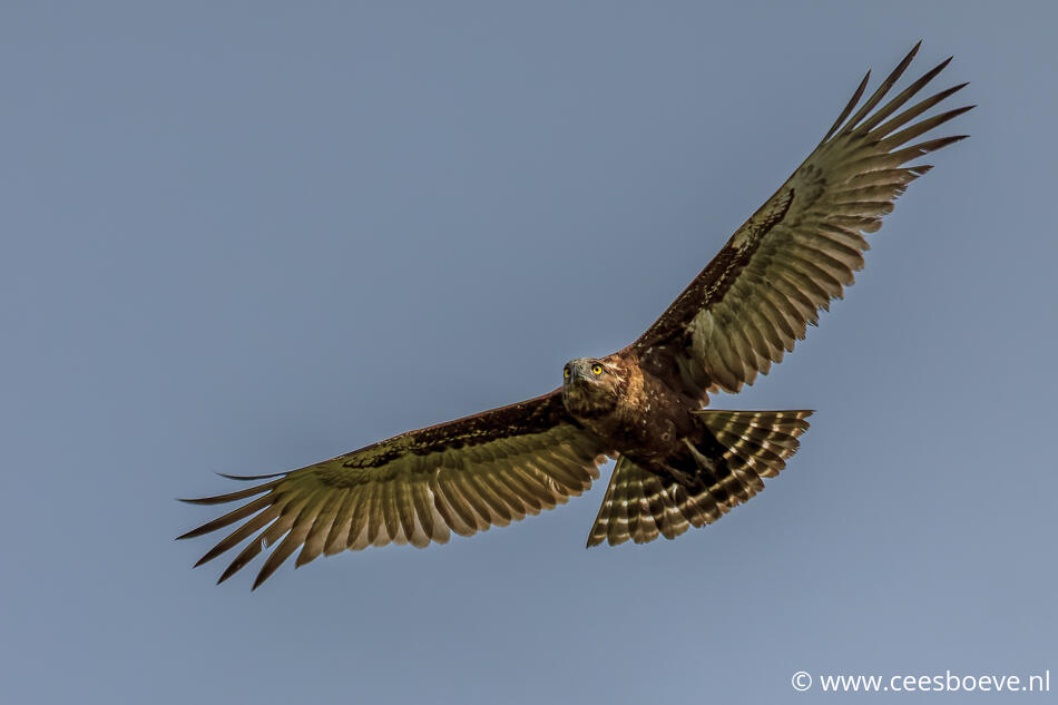 Geelsnavelwouw | Balule , Krugerpark, 12 januari 2012