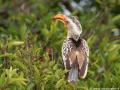 Geelsnaveltok | Lower Sabie, Krugerpark, 19  november 2014