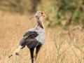 Secretarisvogel | Krugerpark, 22  november 2018