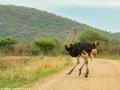 Struisvogels | Krugerpark,  Satara, 19 november 2014