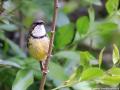 Halsbandapalis | Krugerpark , Lower Sabie, 16 november 2014