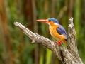 Malachietijsvogel | Lower Sabie, Krugerpark, 17 november 2014
