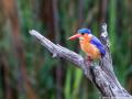 Malachietijsvogel | Lower Sabie, Krugerpark, 17 november 2014