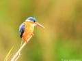 Malachietijsvogel | Lower Sabie, Krugerpark, 17 november 2014