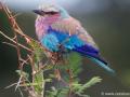 Vorkstaart scharrelaar | Lower Sabie, Krugerpark, 17 november 2014