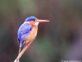 Malachietijsvogel | Lower Sabie, Krugerpark, 18  november 2018