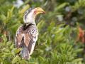 Geelsnaveltok | Lower Sabie, Krugerpark, 19  november 2014