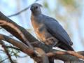 Vale toerako |  Krugerpark,  Satara, 19 november 2014