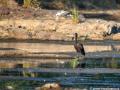 Afrikaanse gaper | Krugerpark,  Satara, 20 november 2014