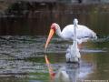 Afrikaanse nimmerzat | Krugerpark,  Satara, 21 november 2014