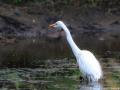 Grote zilverreiger | Krugerpark,  Satara, 21 november 2014