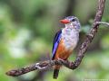 Grijskopijsvogel | Krugerpark, Punda Maria, 6 februari 2012