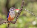 Grijskopijsvogel | Krugerpark, Punda Maria, 6 februari 2012