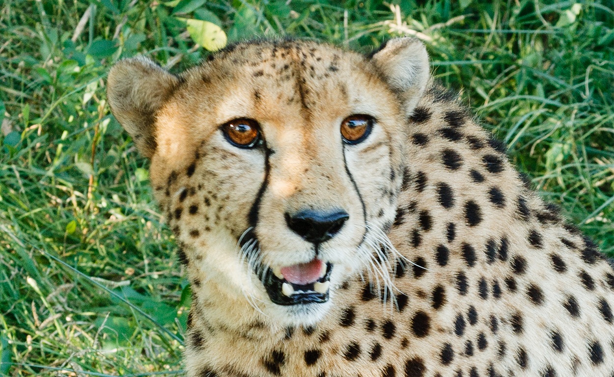 Cheeta | Karongwe Game Reserve, 12 januari 2008