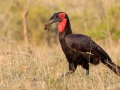 Zuidelijke hoornraaf | Krugerpark, 22 november 2018