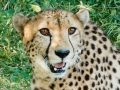 Cheeta | Karongwe Game Reserve, 12 januari 2008