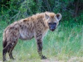 Hyena | Krugerpark, 13 januari 2012