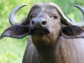 Buffel | Krugerpark, 6 februari 2012