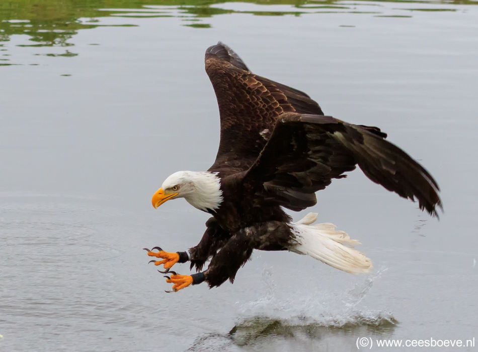 Zeearend | Berkel en Rodenrijs, 19 mei 2018