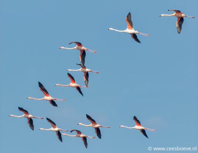 Flamingo's