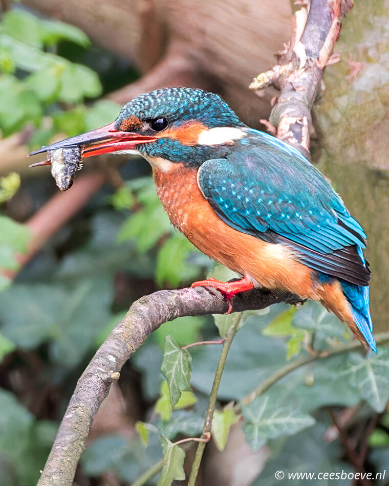 IJsvogel